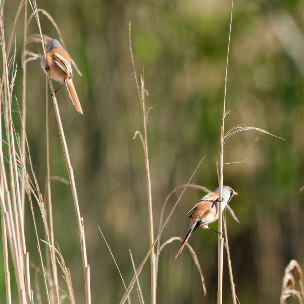 Bearded Tit